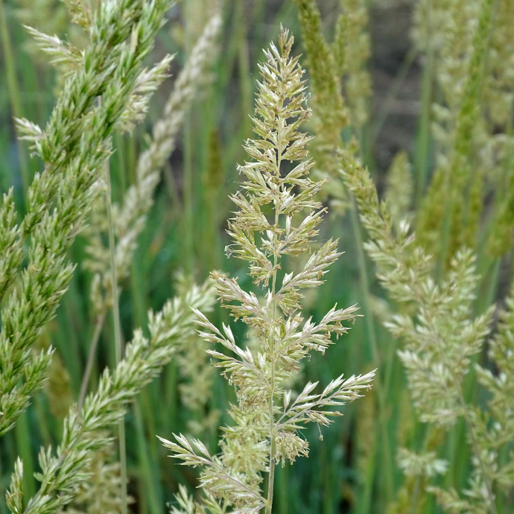 Koeleria glauca - Koeleria azul