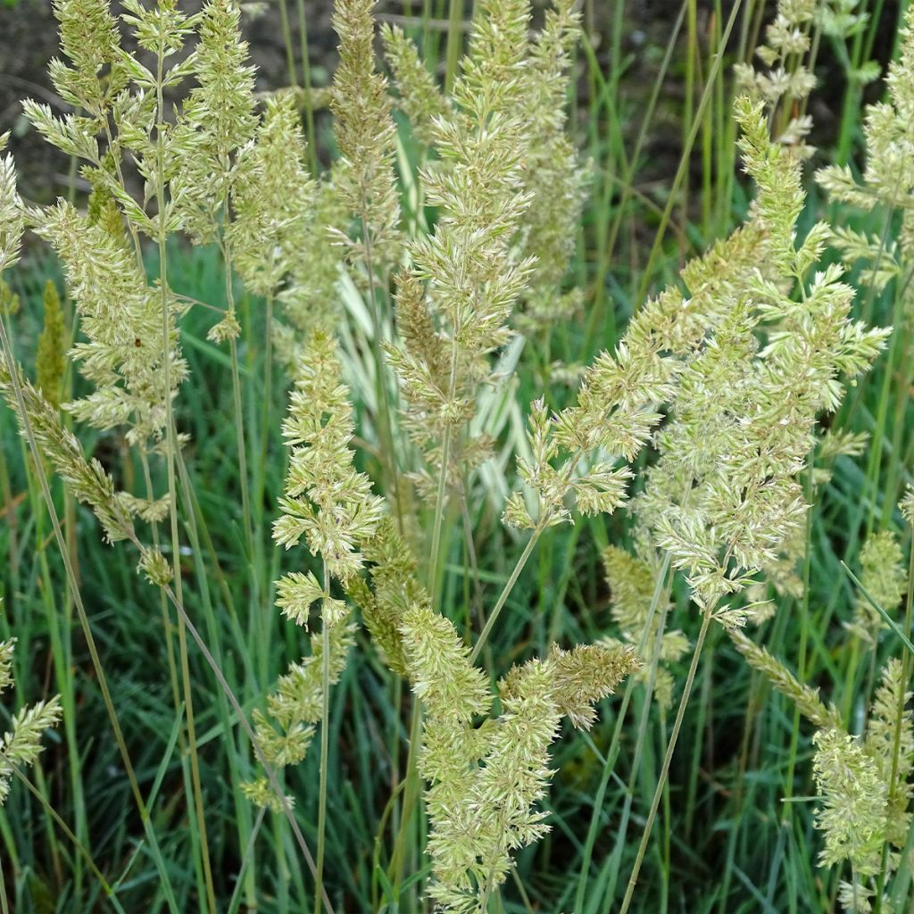 Koeleria glauca - Koeleria azul