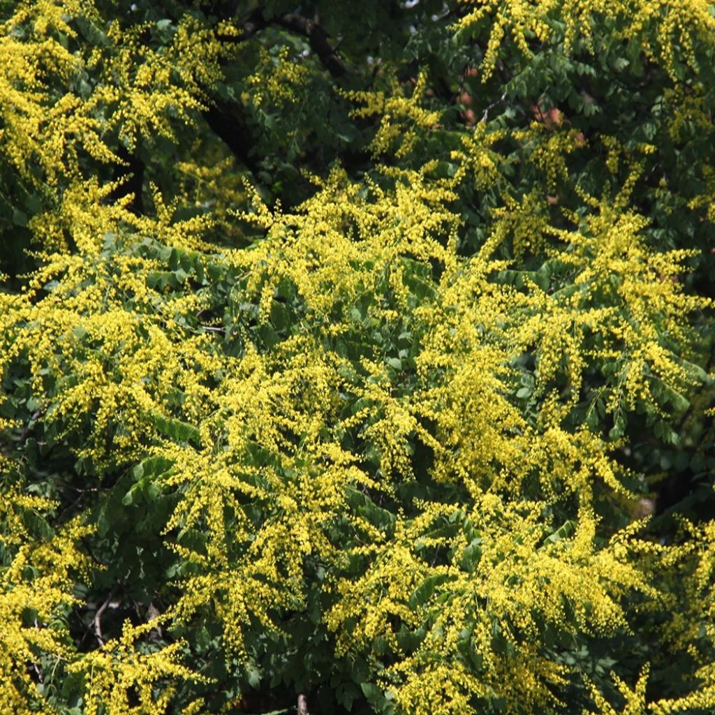 Koelreuteria paniculata - Savonnier de Chine