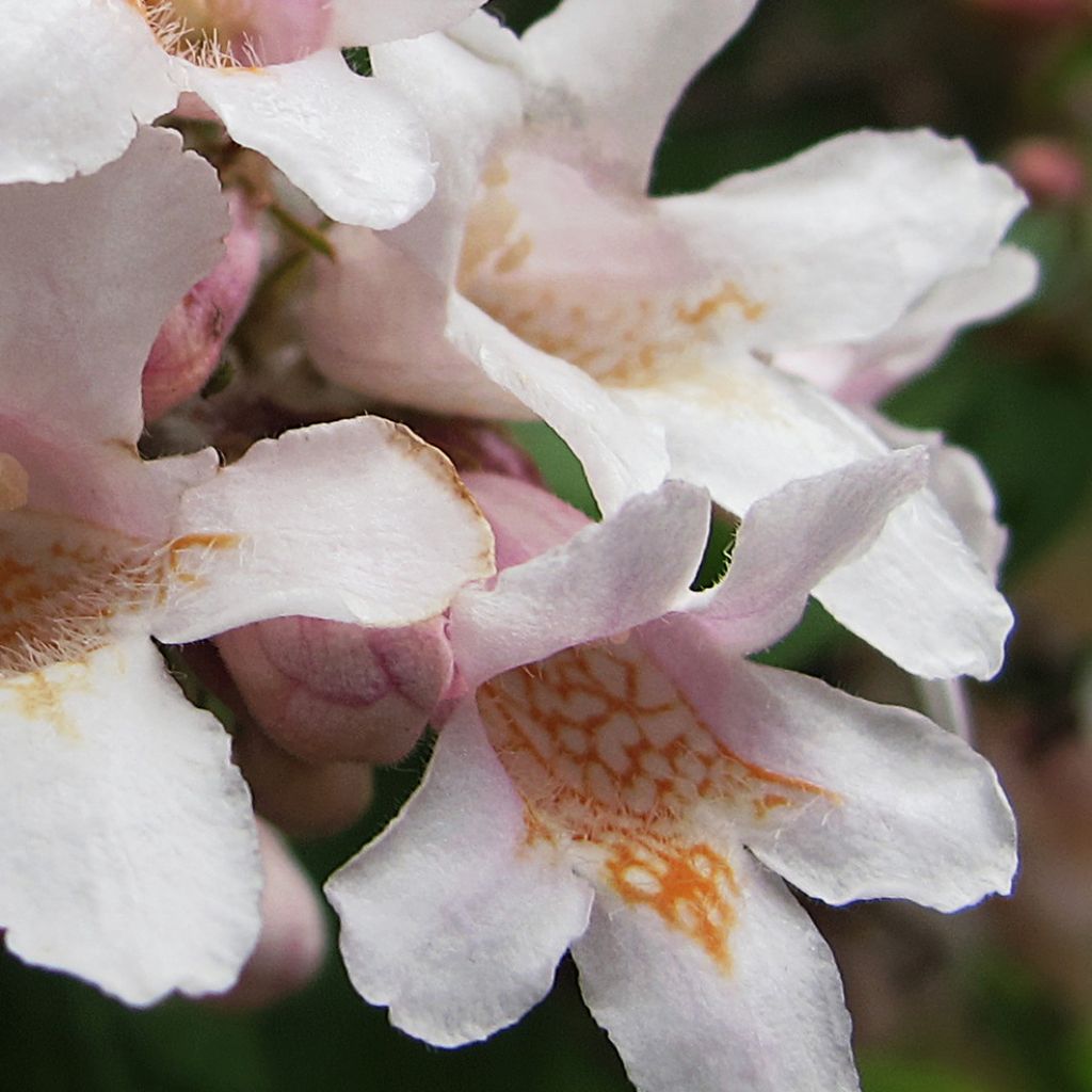 Kolkwitzia amabilis - Buisson de beauté