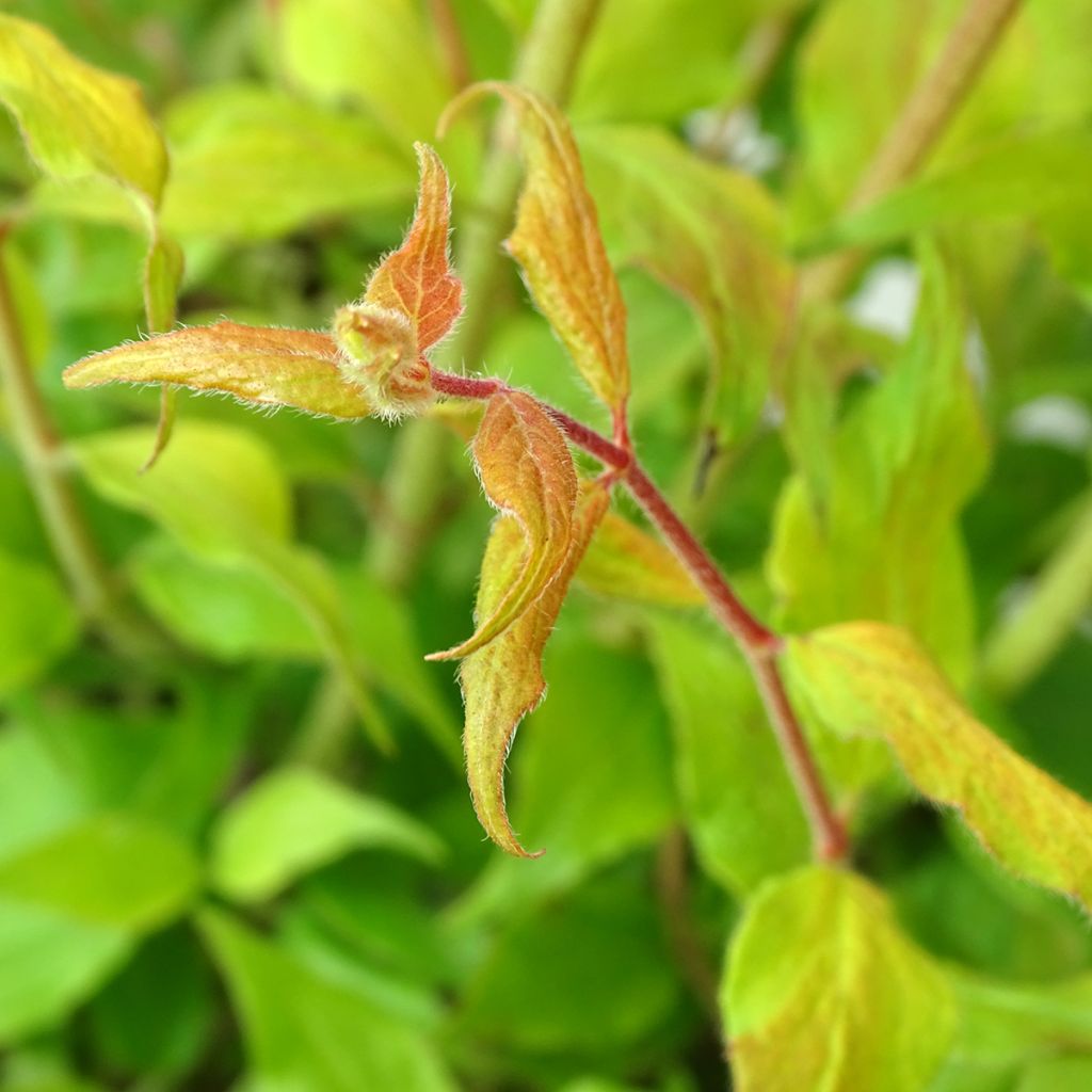 Kolkwitzia amabilis Maradco - Buisson de beauté