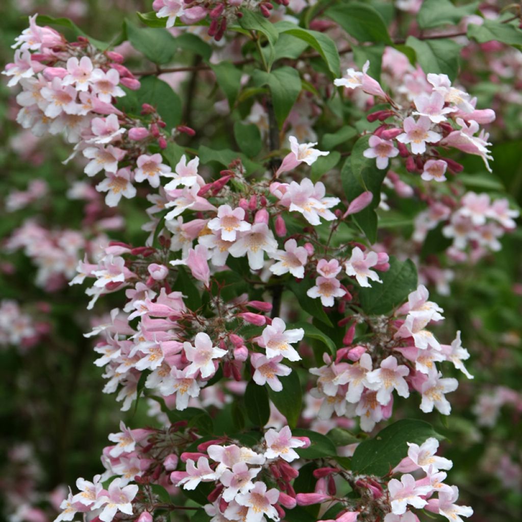 Kolkwitzia amabilis Pink Cloud - Arbusto de la belleza