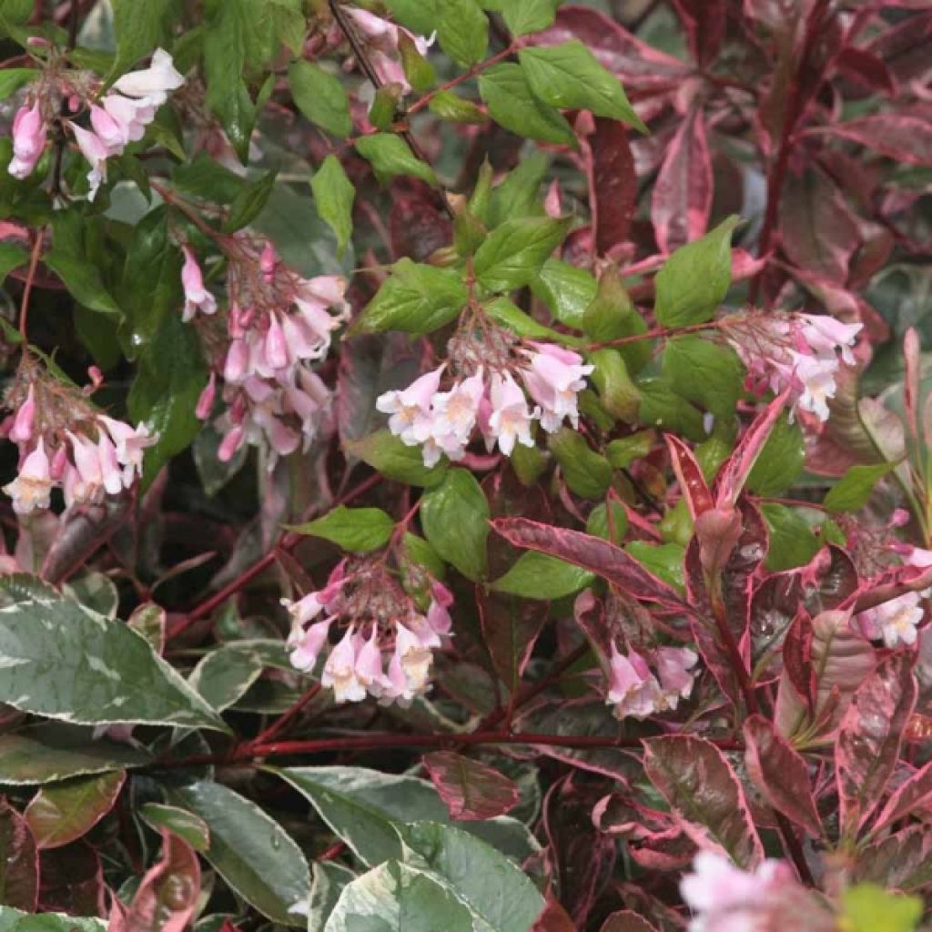 Kolkwitzia amabilis Pink Cloud - Arbusto de la belleza