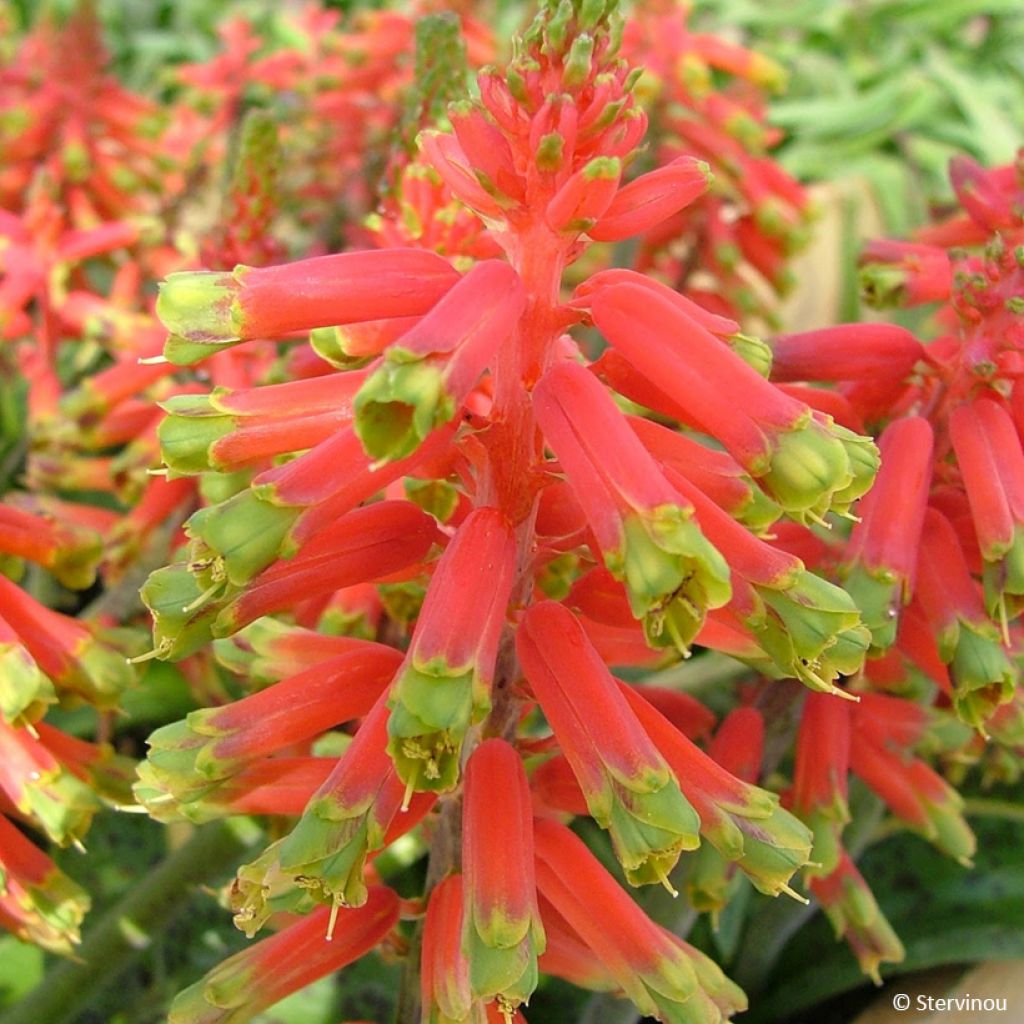 Lachenalia African Beauty Rosabeth