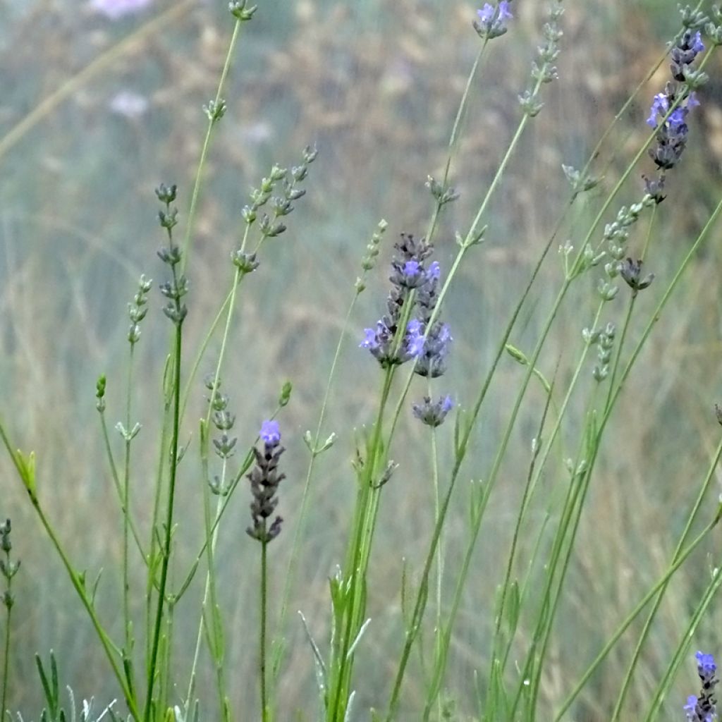 Lavandin - Lavandula intermedia Grappenhall