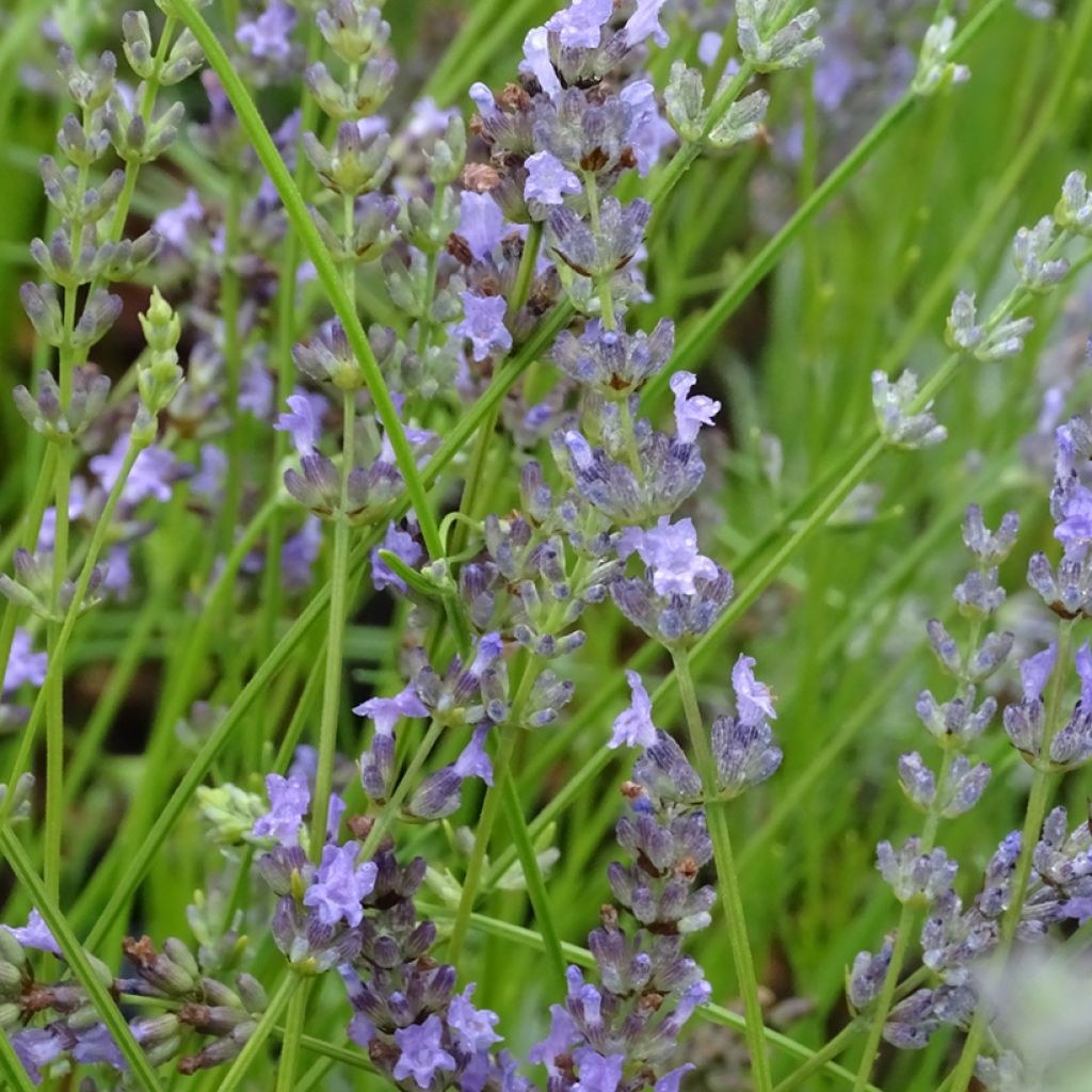 Lavandin - Lavandula intermedia Grappenhall