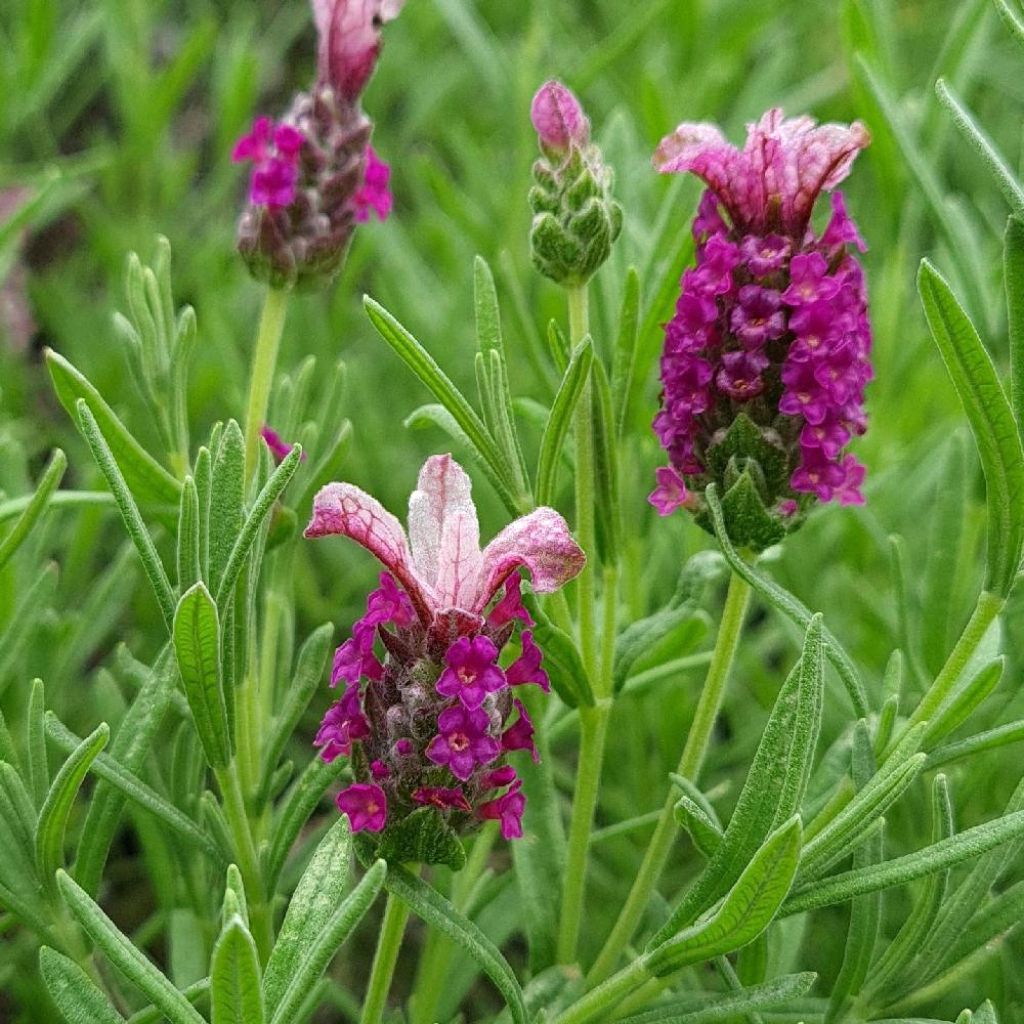 Lavandula stoechas Magical Posy Pink - Lavande papillon