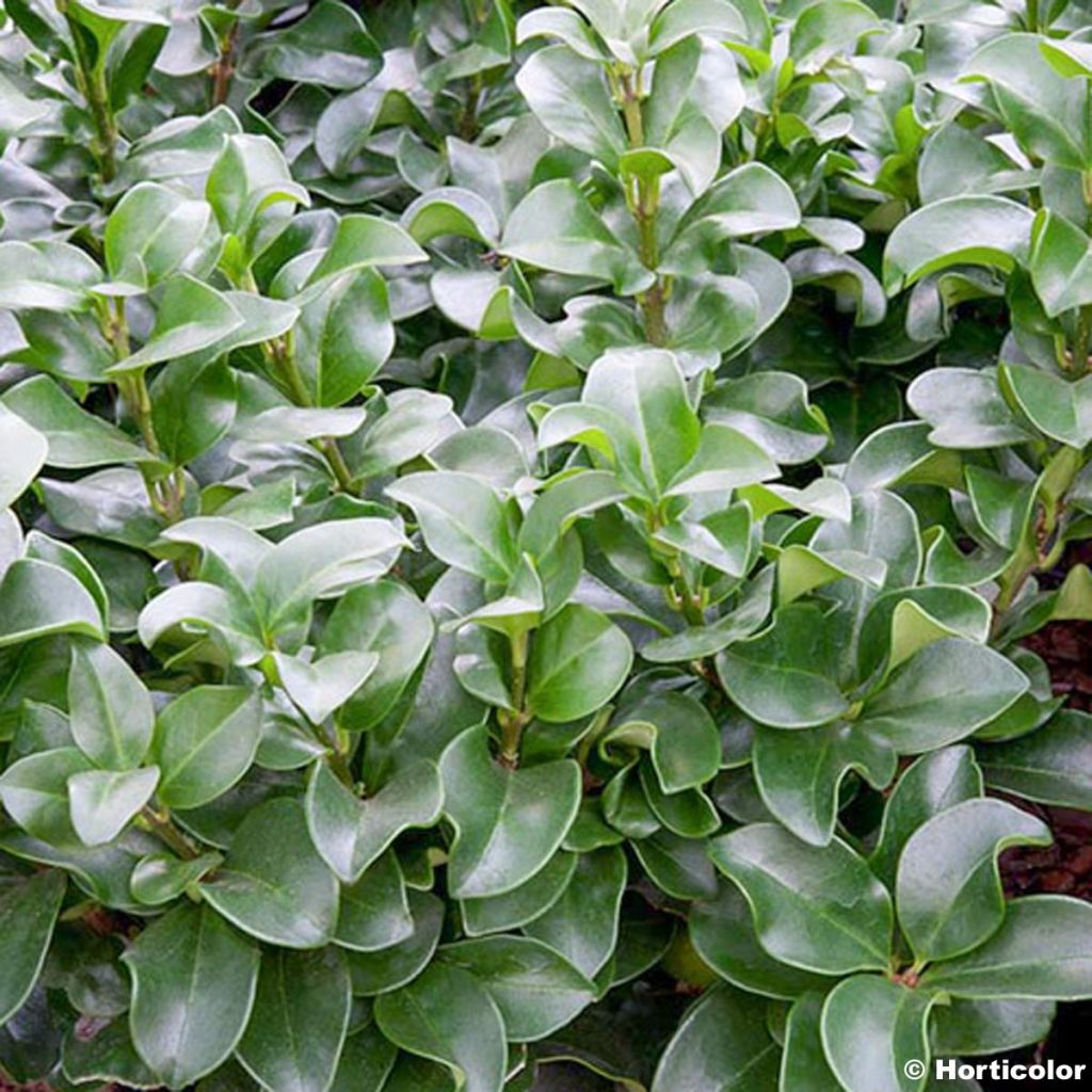 Troène du Japon - Ligustrum japonicum Rotundifolium