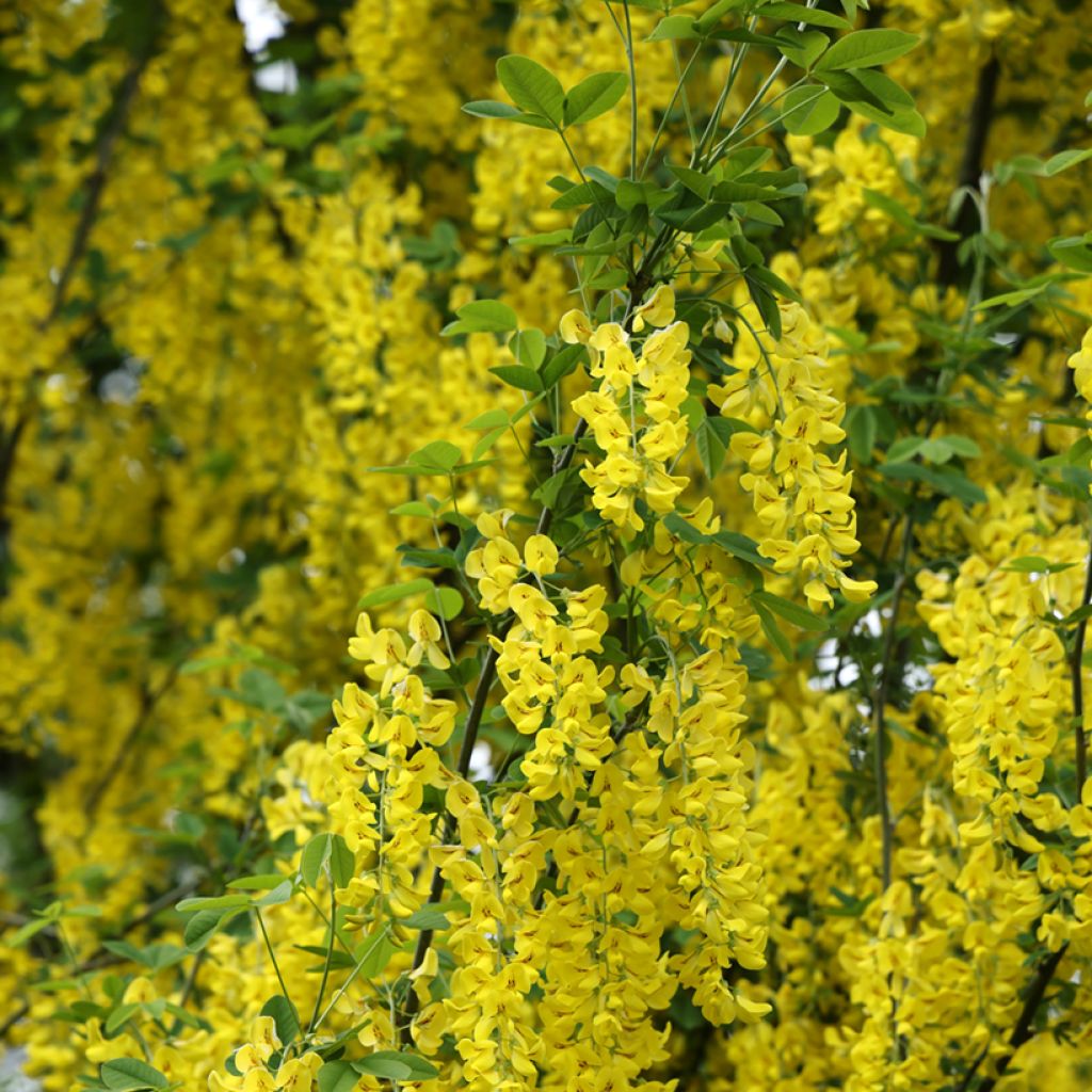 Laburnum anagyroides Yellow Rocket® - Golden chain, Common laburnum, Golden rain