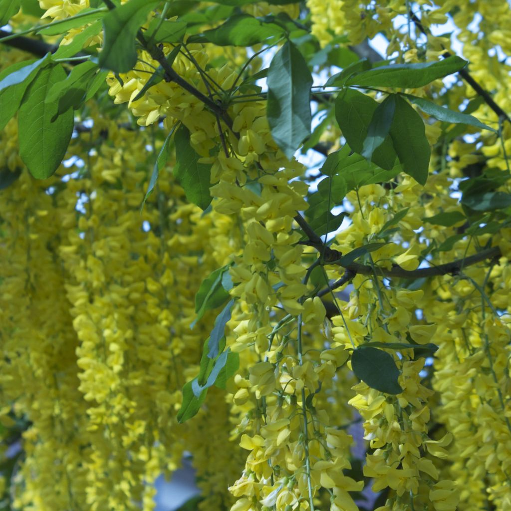 Cytise pluie d'or - Laburnum watereri Vossii