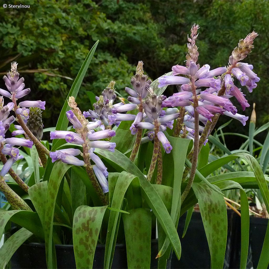 Lachenalia Rupert - Coucou du Cap