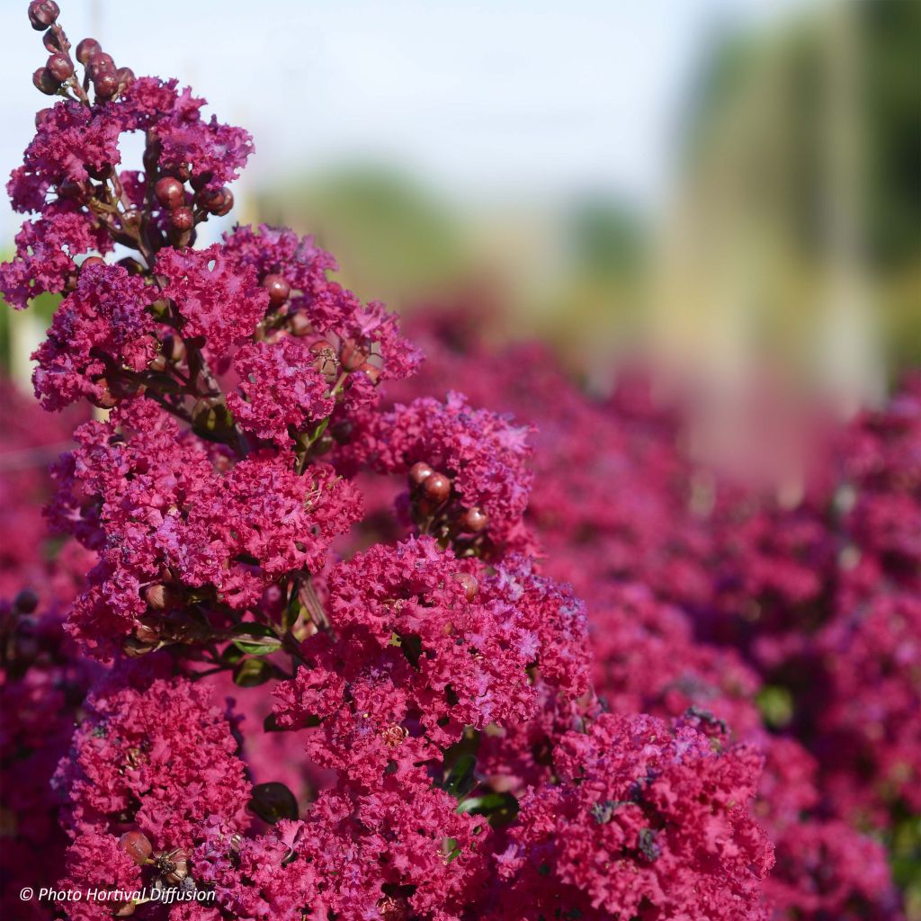 Lagerstroemia Braise d'Eté - Lilas des Indes