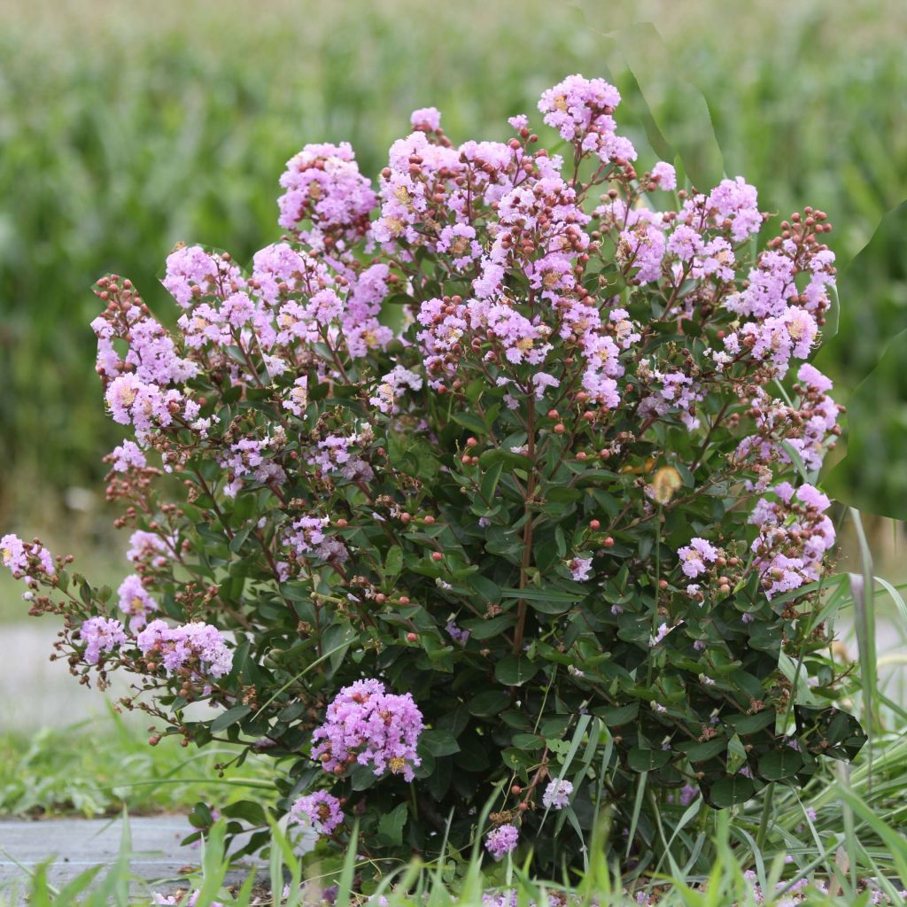 Lagerstroemia Camaïeu d'Eté - Lilas des Indes