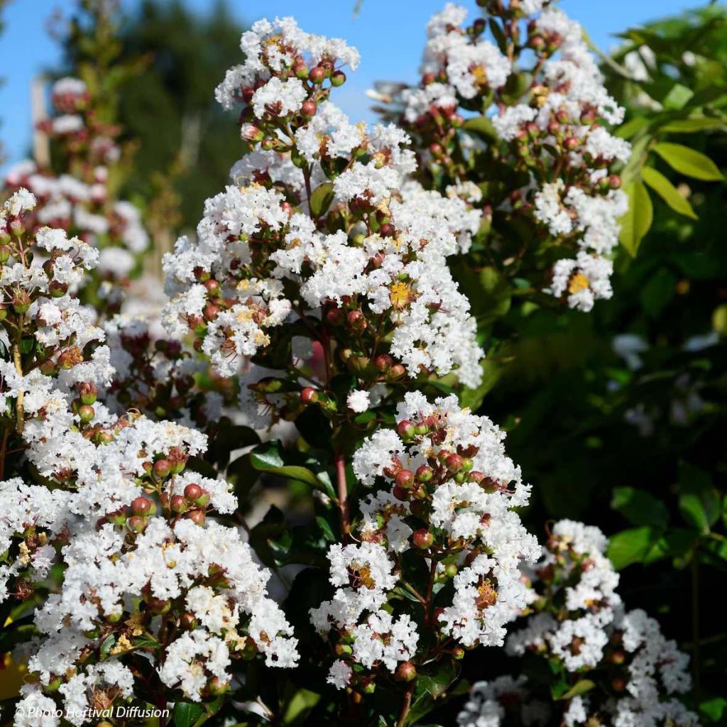 Lagerstroemia Neige d'Eté - Lilas des Indes