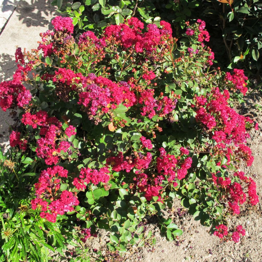 Árbol de Júpiter Cherry - Lagerstroemia indica