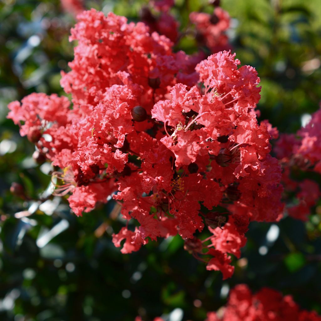 Árbol de Júpiter Play It Again Double Feature - Lagerstroemia indica