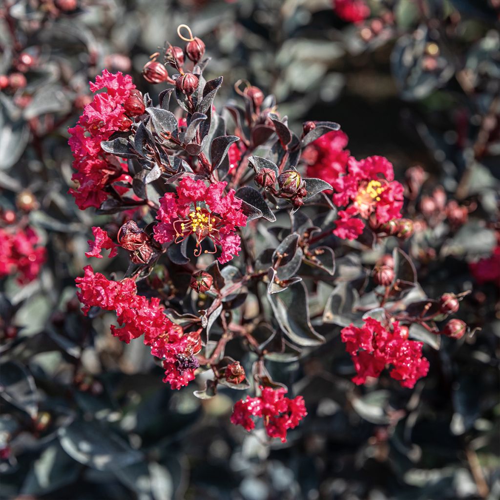 Árbol de Júpiter Play It Again Double Feature - Lagerstroemia indica