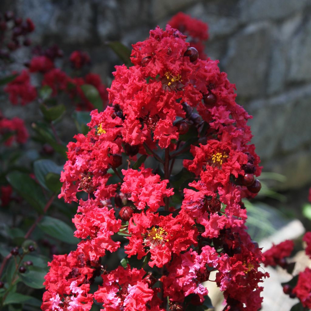 Árbol de Júpiter Dynamite - Lagerstroemia indica