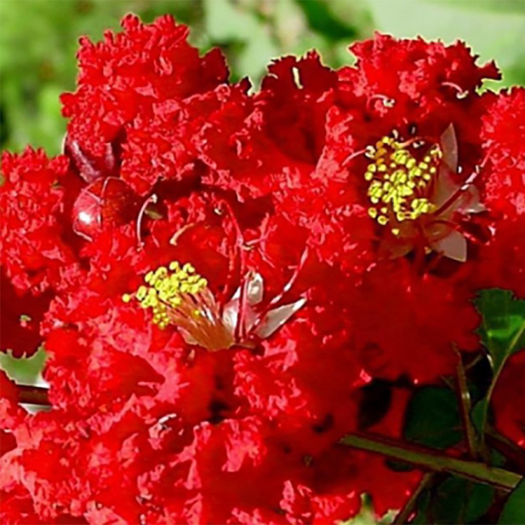 Árbol de Júpiter Dynamite - Lagerstroemia indica