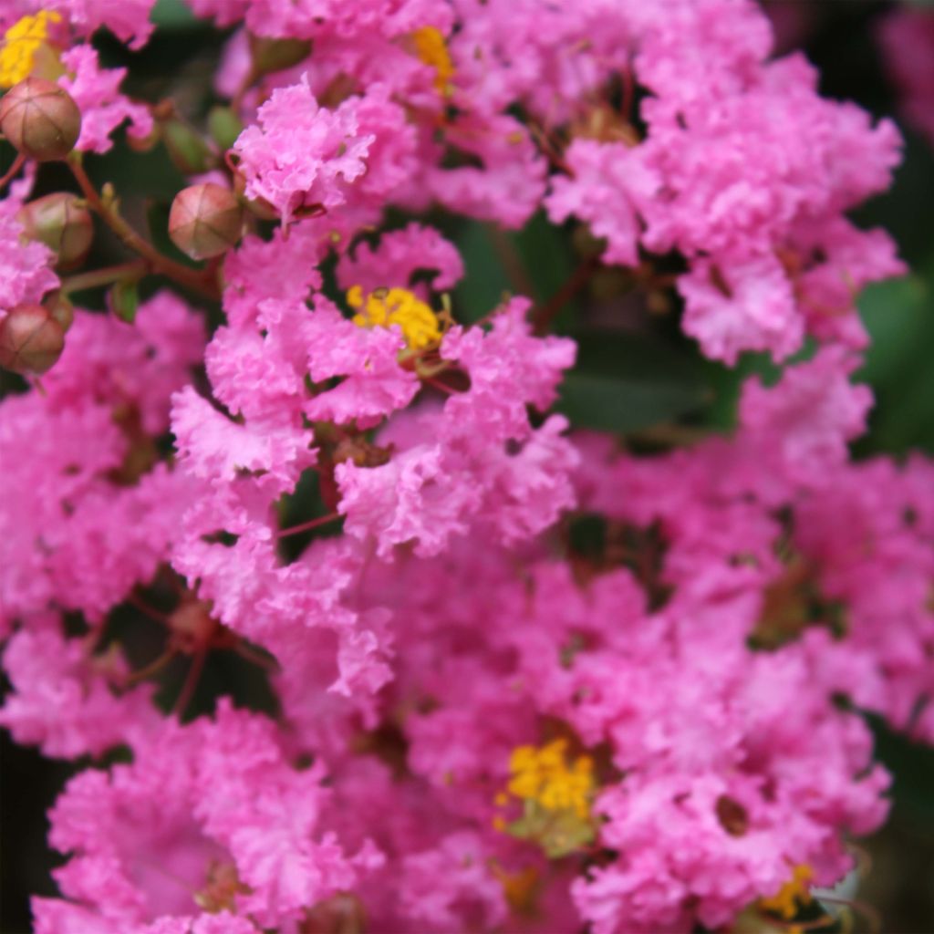 Lagerstroemia indica Jacqueline Desmartis - Lilas des Indes