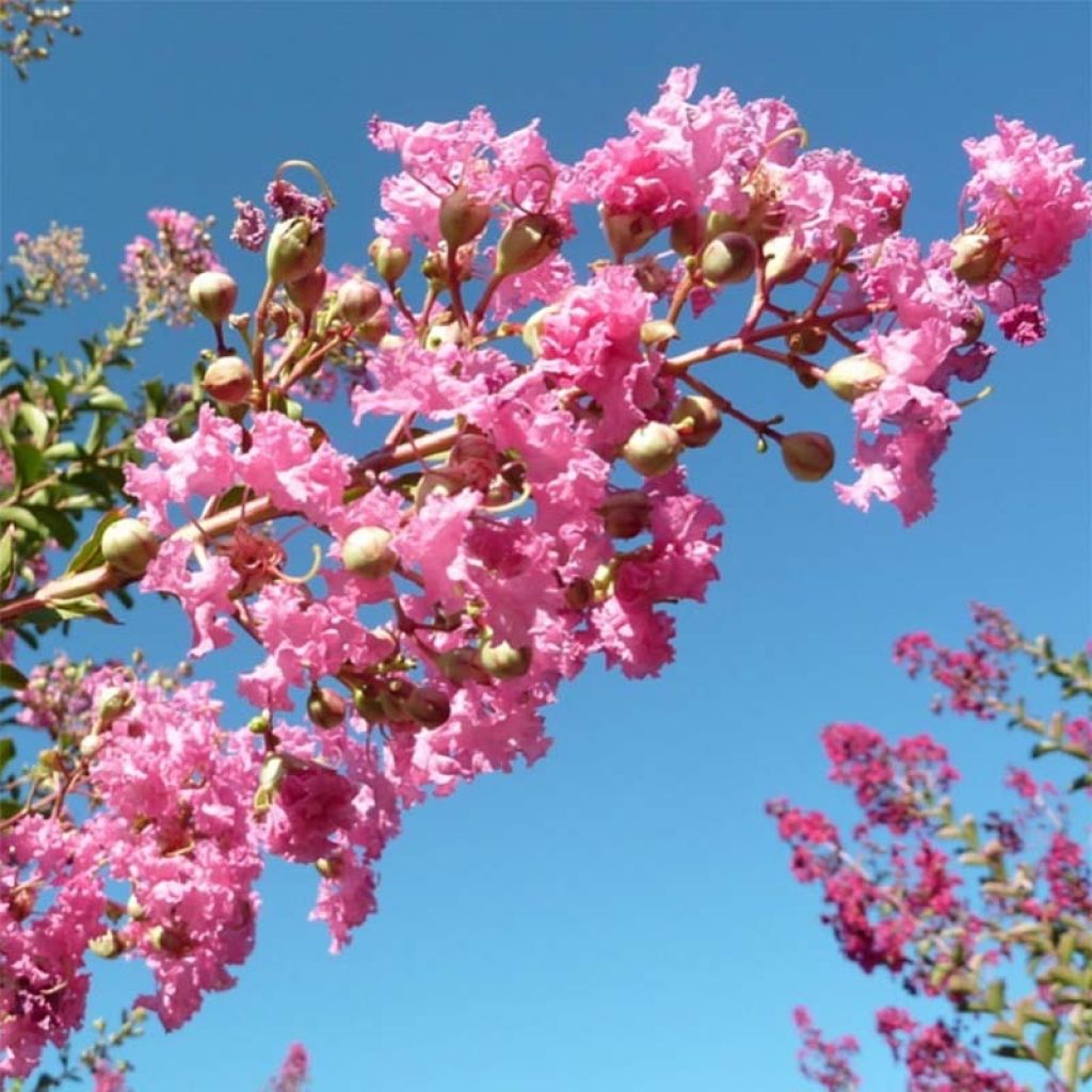 Lagerstroemia indica Monbazillac - Lilas des Indes																								