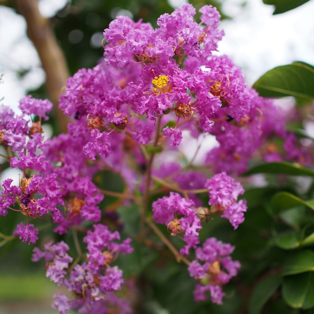 Lagerstroemia indica Pécharmant - Lilas des Indes