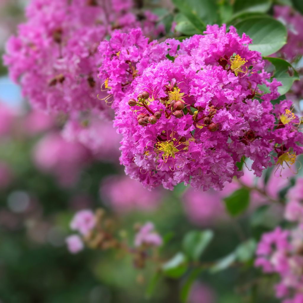 Árbol de Júpiter Pecharmant - Lagerstroemia indica