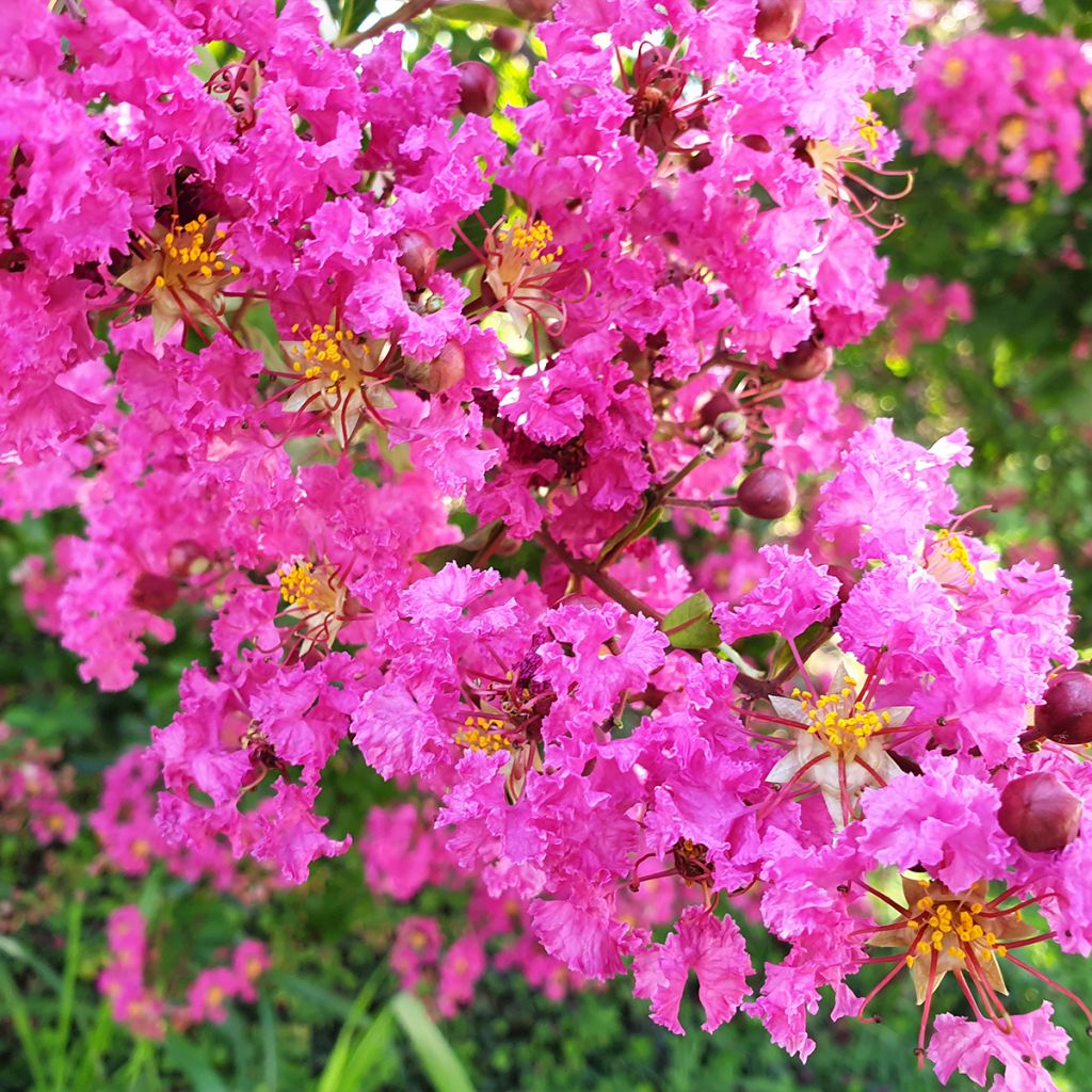 Árbol de Júpiter Pecharmant - Lagerstroemia indica