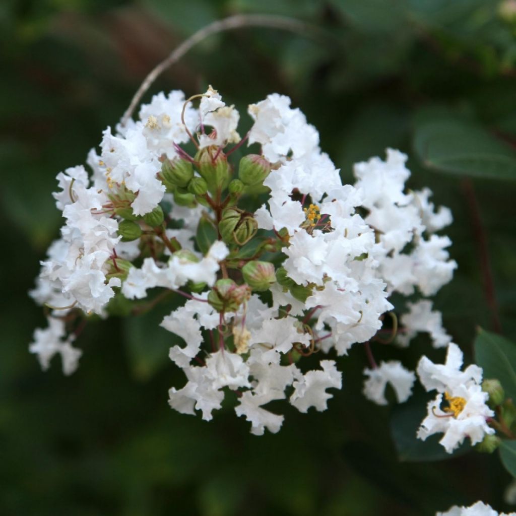 Árbol de Júpiter Pixie White - Lagerstroemia indica