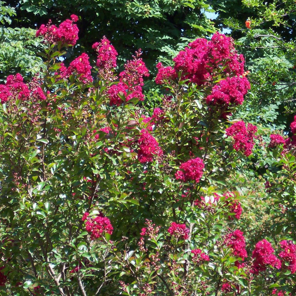 Árbol de Júpiter Red imperator - Lagerstroemia indica