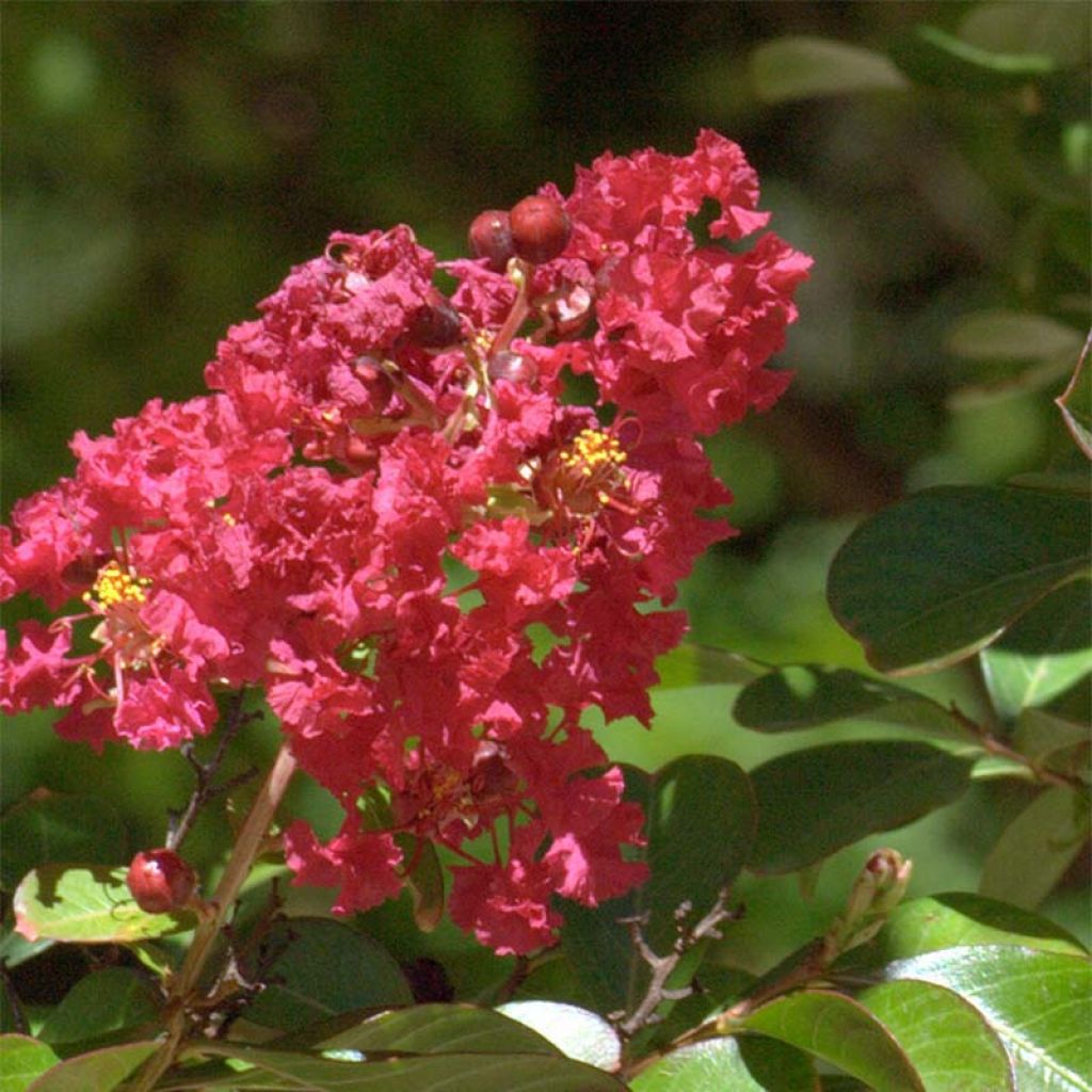 Árbol de Júpiter Red imperator - Lagerstroemia indica