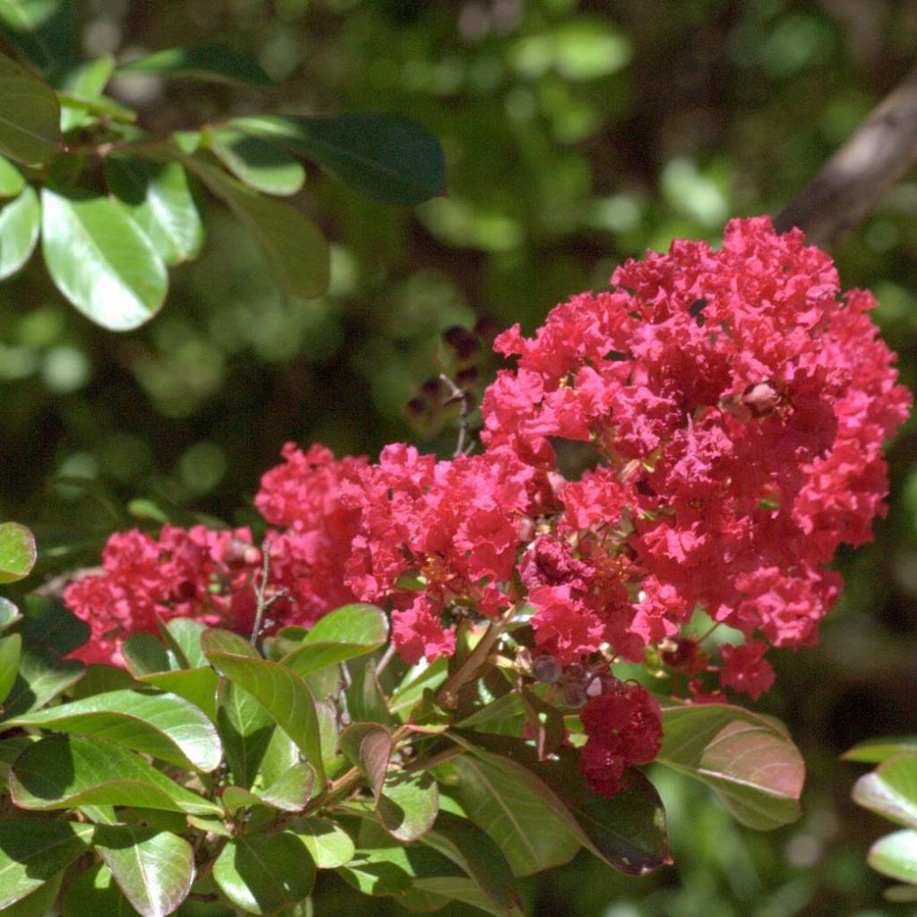 Árbol de Júpiter Red imperator - Lagerstroemia indica