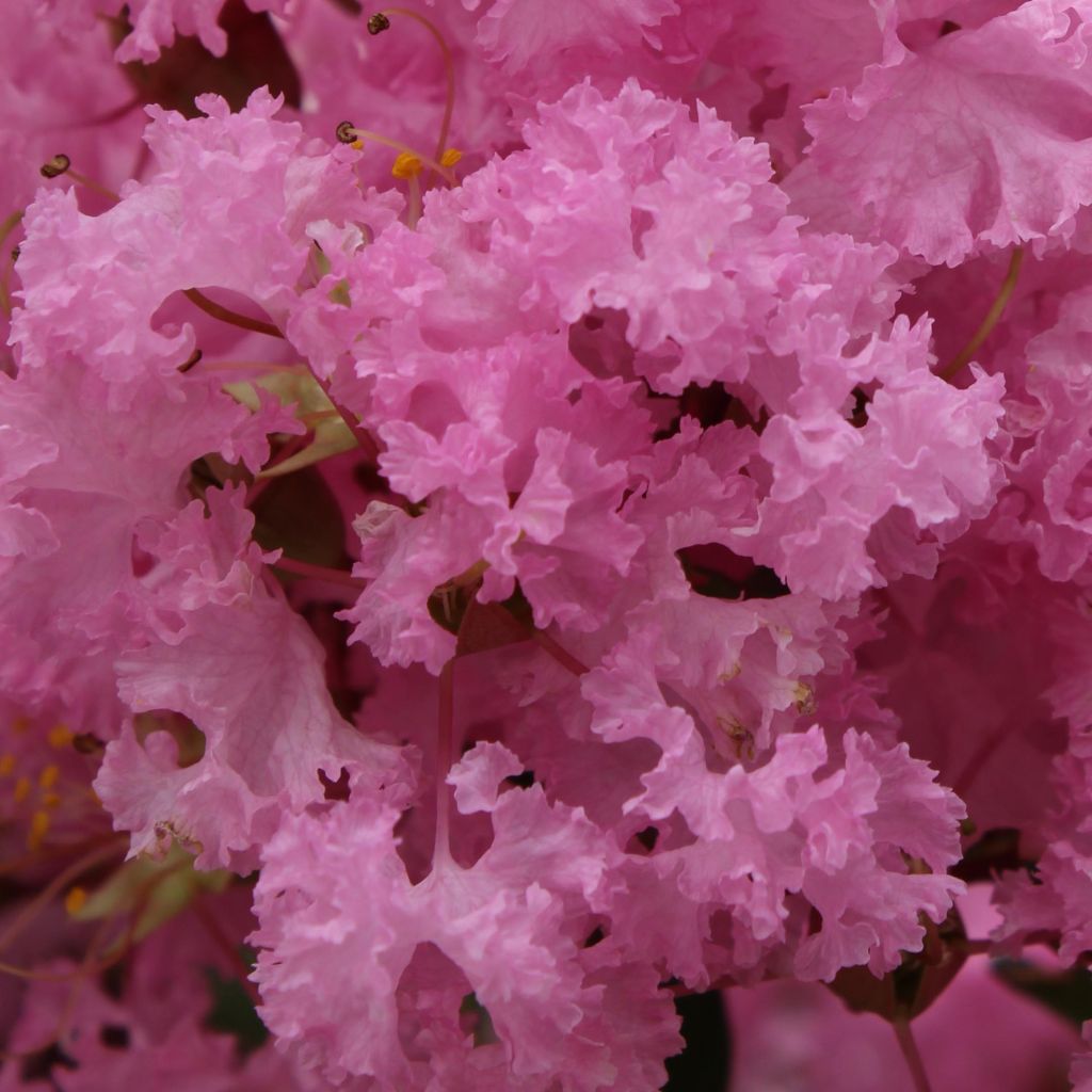 Lagerstroemia indica Soir d'Eté - Lilas des Indes	