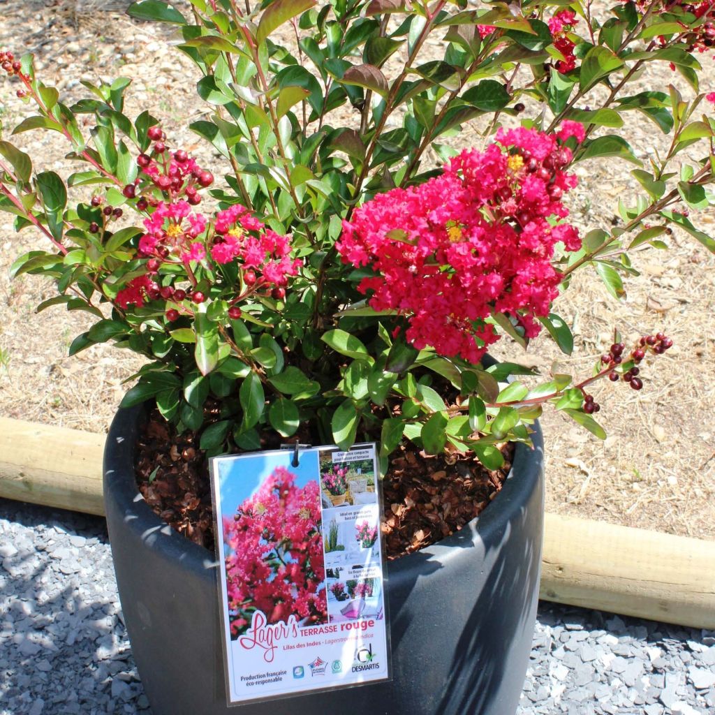 Árbol de Júpiter Terrasse Rouge - Lagerstroemia indica