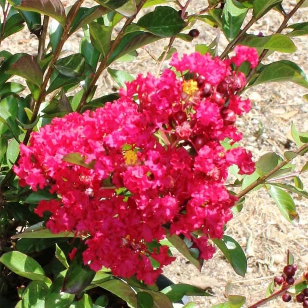 Árbol de Júpiter Terrasse Rouge - Lagerstroemia indica