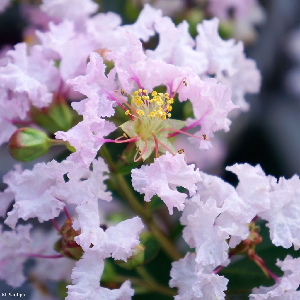 Árbol de Júpiter With Love Babe - Lagerstroemia indica