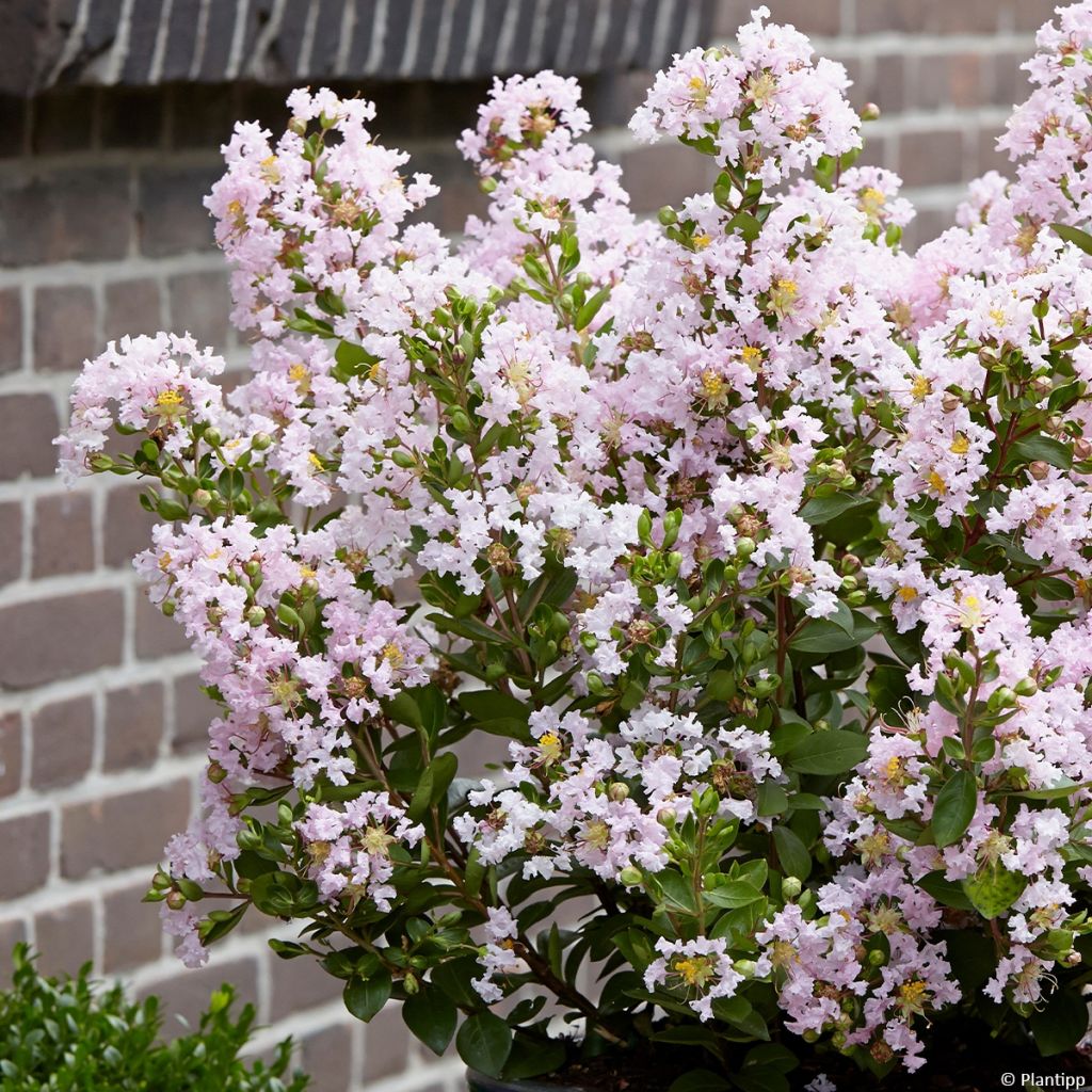 Árbol de Júpiter With Love Babe - Lagerstroemia indica