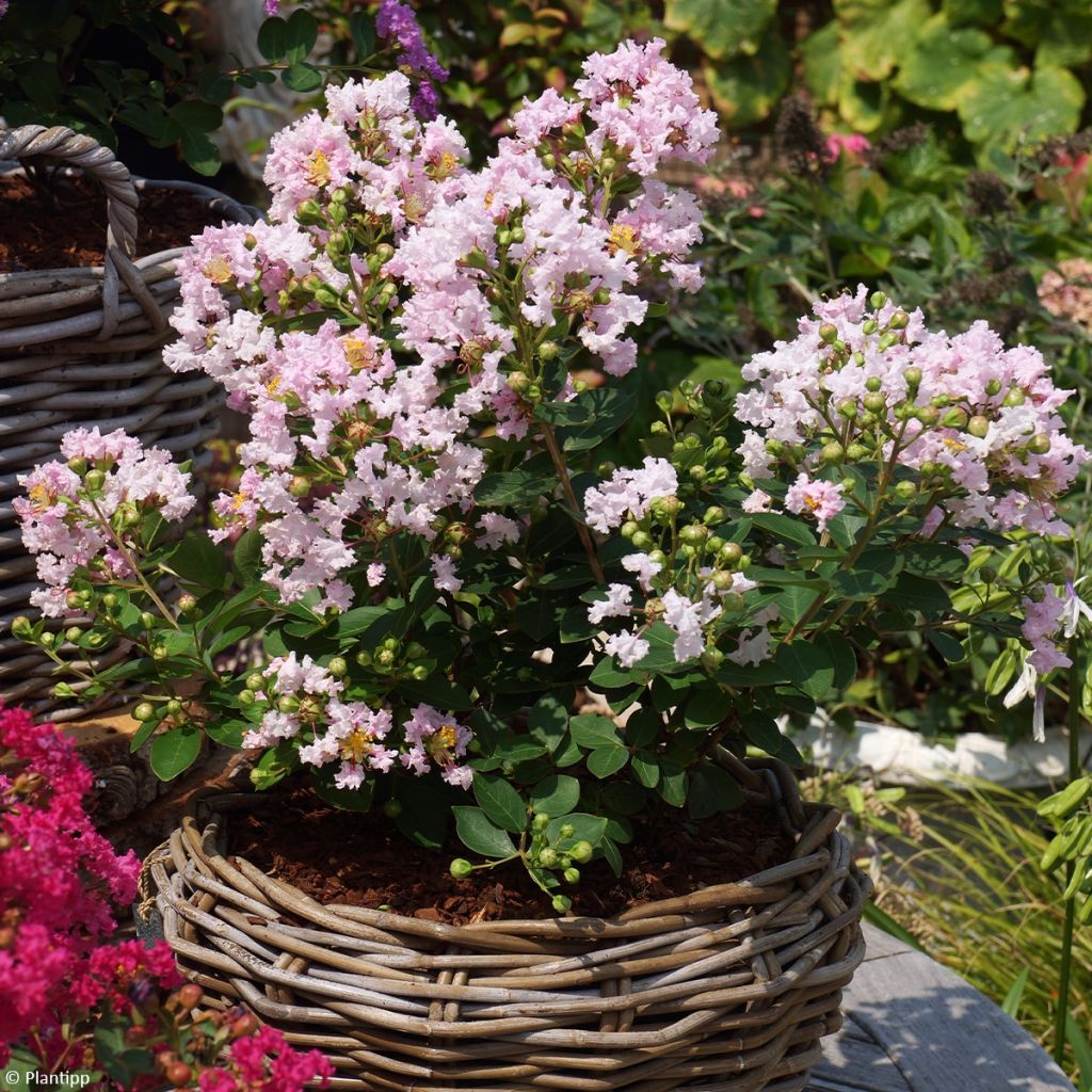 Árbol de Júpiter With Love Babe - Lagerstroemia indica