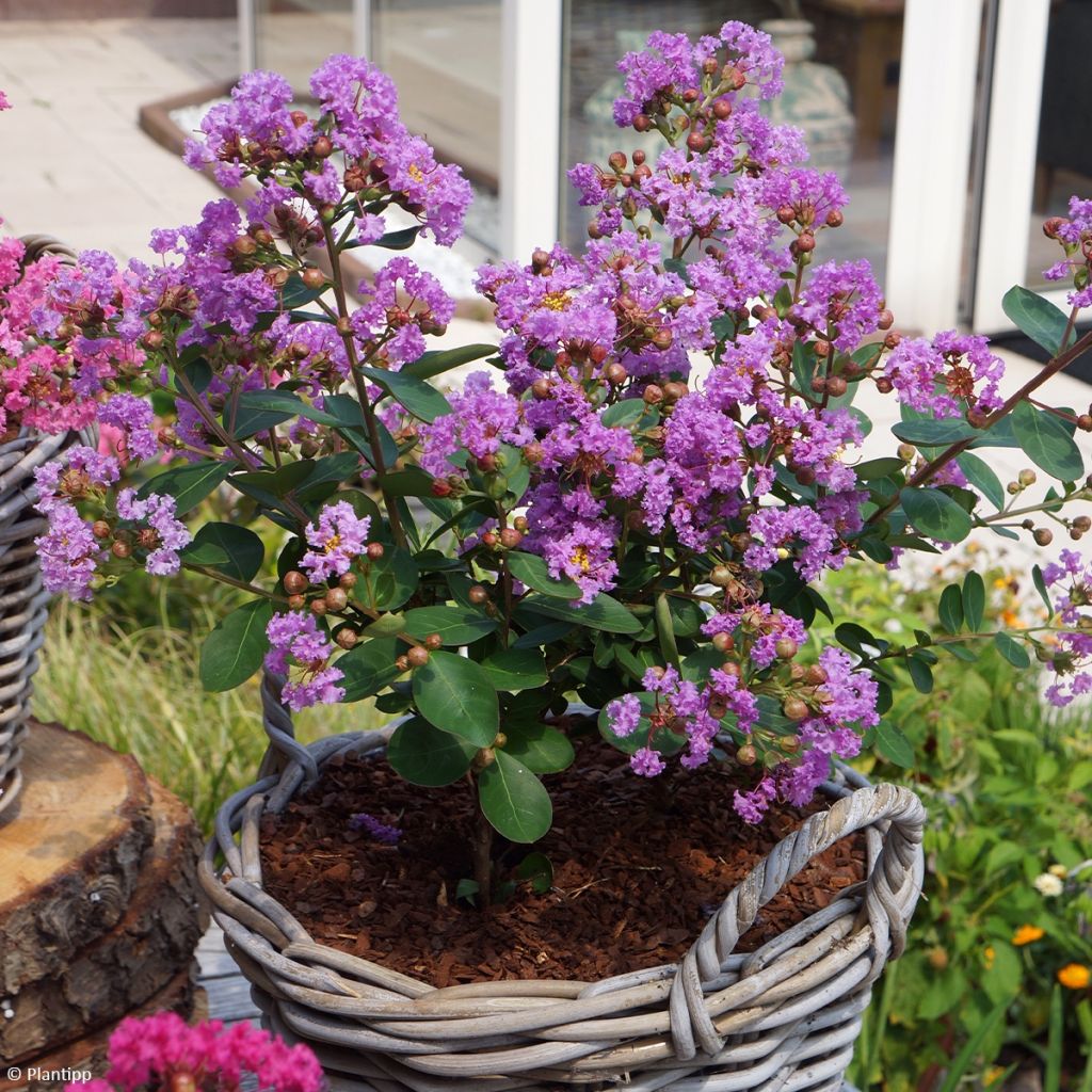 Lilas des Indes - Lagerstroemia indica Eternal Whith Love