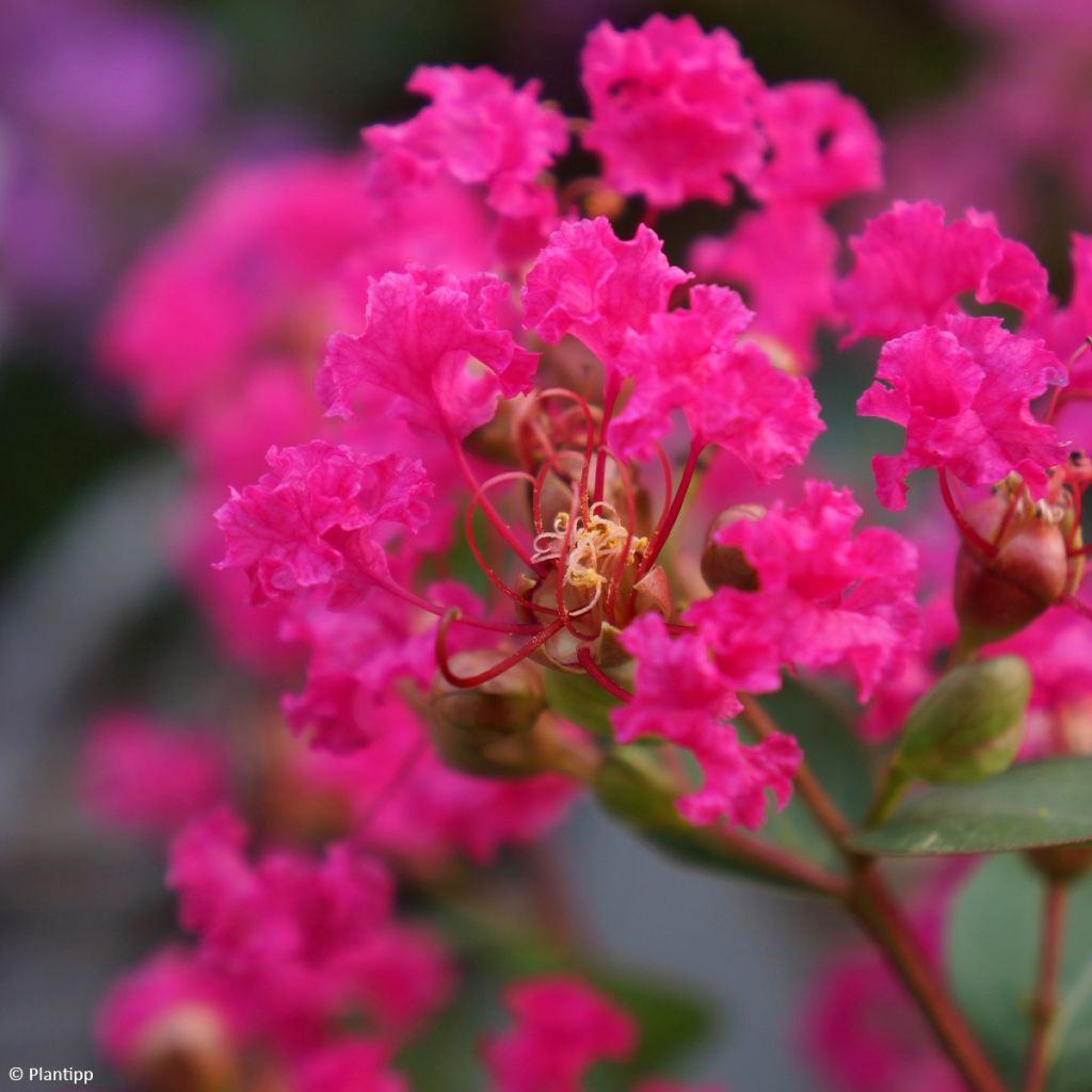 Lilas des Indes - Lagerstroemia indica Kiss With Love