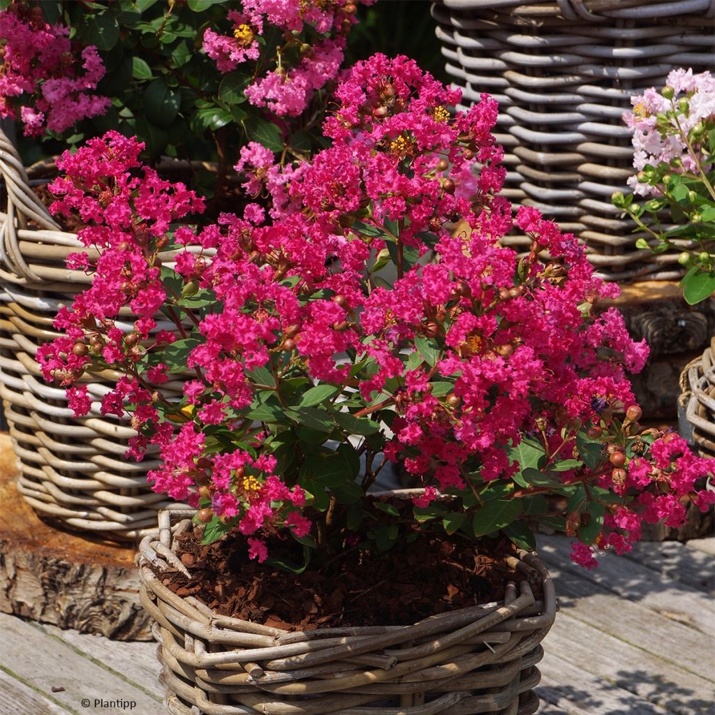 Lilas des Indes - Lagerstroemia indica Kiss With Love