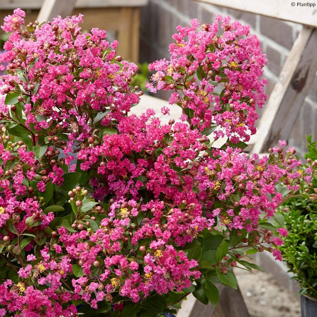 Árbol de Júpiter With Love Kiss - Lagerstroemia indica