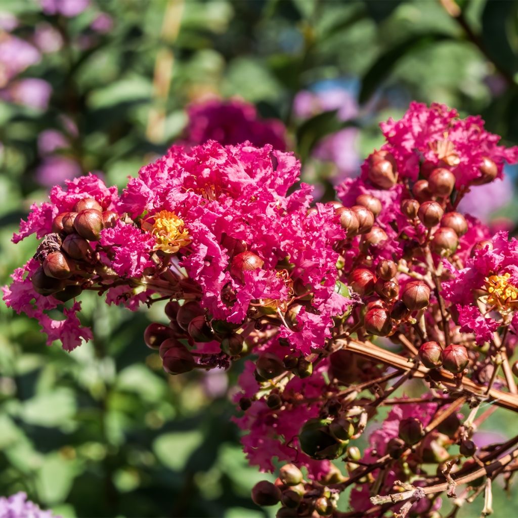 Lilas des Indes - Lagerstroemia indica Rhapsody In Blue