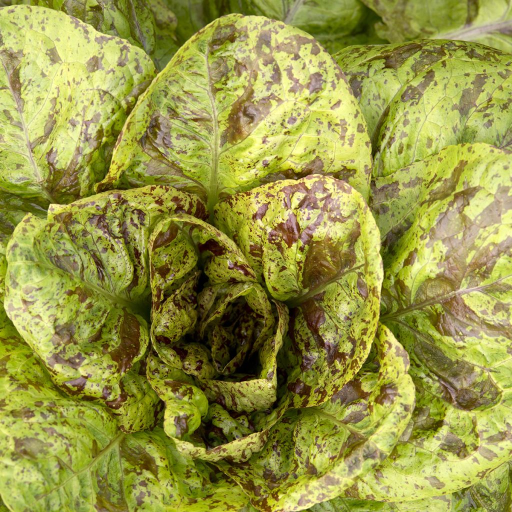 Lechugas Romaine Forellenschluss