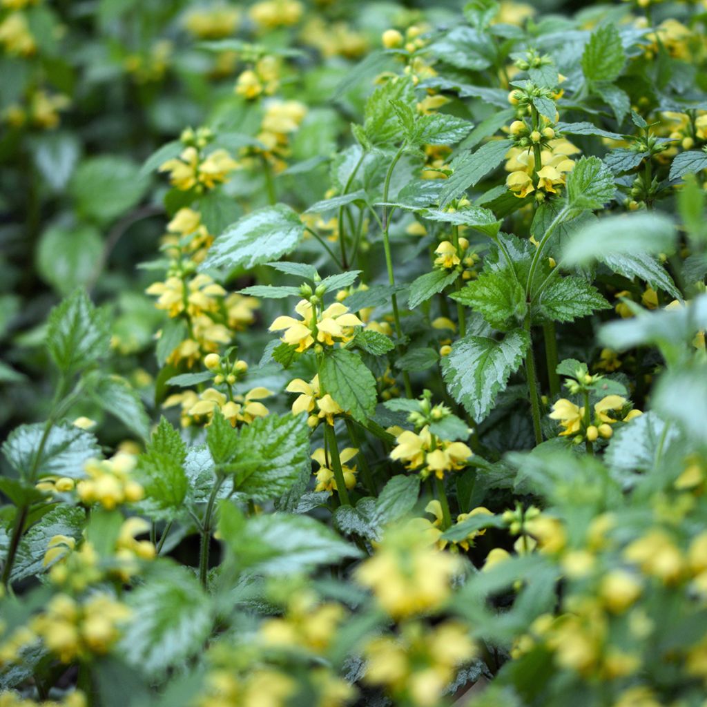 Lamium galeobdolon Florentinum - Arcángel amarillo