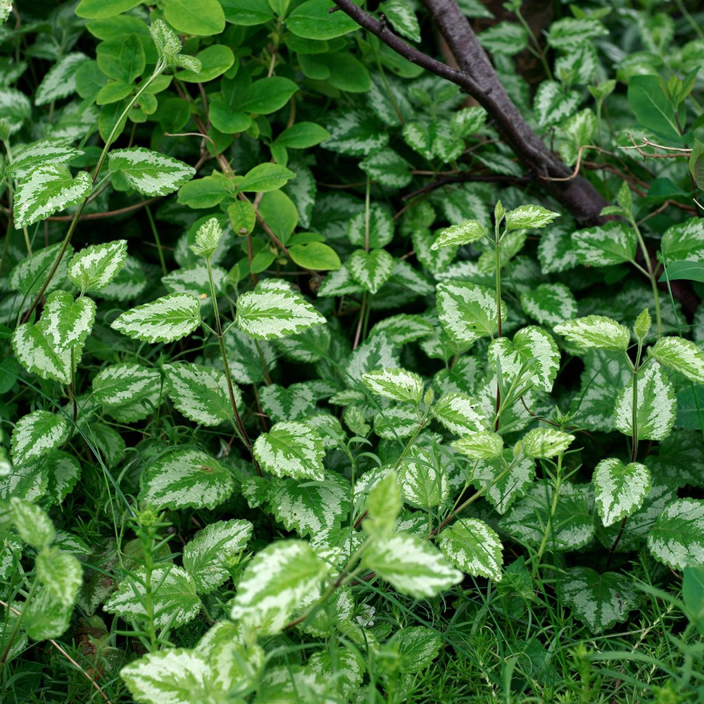 Lamium galeobdolon - Arcángel amarillo