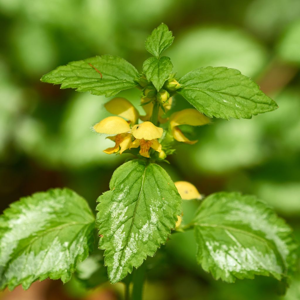 Lamium galeobdolon - Arcángel amarillo