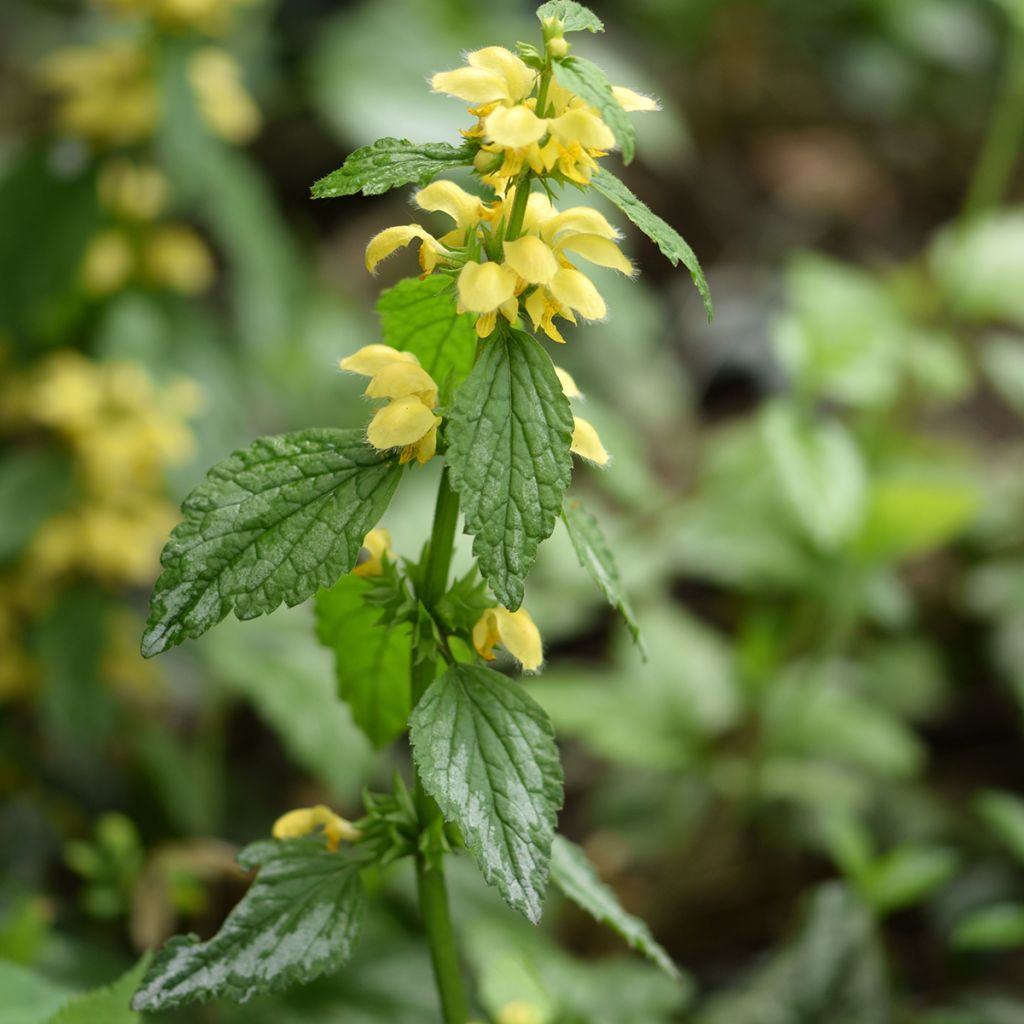 Lamium galeobdolon - Arcángel amarillo