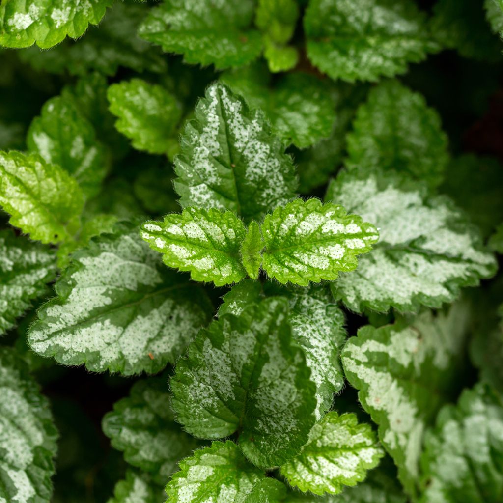 Lamium galeobdolon - Arcángel amarillo