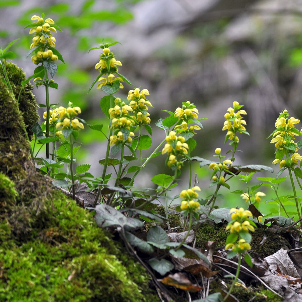 Lamium galeobdolon - Arcángel amarillo